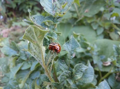 Колорадський жук розвинув стійкість більш ніж до 54 різних інсектицидів Рис.1