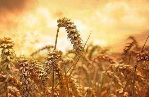 Мінагрополітики підписало з учасниками зернового ринку додаток до Меморандуму про взаєморозуміння Рис.1