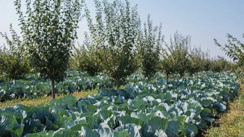 На Одещині вирощують капусту в міжрядді сливових садів Рис.1