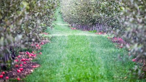 На Вінниччині знищать близько 3 тис. га яблуневих садів Рис.1