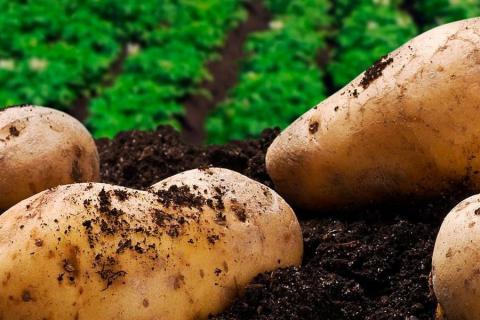 На вирощуванні картоплі можна можна заробити майже $2000 з 1 га Рис.1