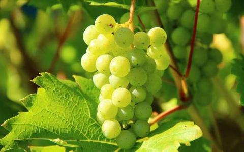 Посуха допомагає боротися з хворобами винограду,- вчені Рис.1