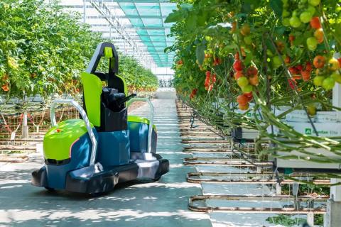 Робот Kompano вичищає листя томатів 24/7 Рис.1