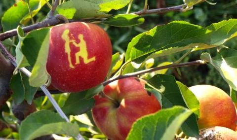 Садівники Дніпропетровщини вирощують яблука з написами Рис.1