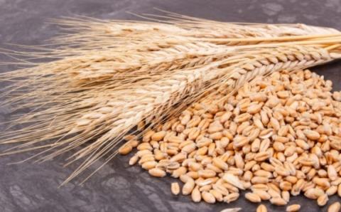 В Україні намолочено більше 60 млн тонн зерна Рис.1