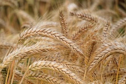 В Євросоюзі зроблять перший крок до вирішення виробництва ГМО-рослин Рис.1