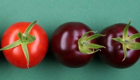 Вчені вивели фіолетові ГМО-помідори з високим вмістом бетаніну Рис.1