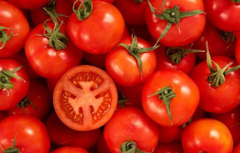 Вчені виявили у томатів ген, який впливає на гниття плоду Рис.1