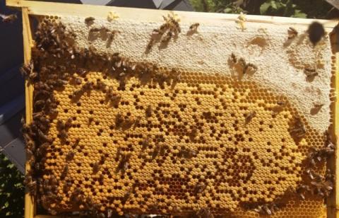 Закарпатські пасічники зібрали більший врожай меду, ніж торік Рис.1
