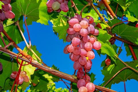 Аграрний комітет підтримав законопроект щодо стимулювання розвитку виноградарства в Україні Рис.1