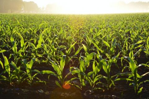 Bayer оголосила про розробку сортів "штормостійкої " низькорослої кукурудзи Рис.1
