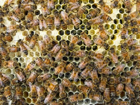 Бджоли соціально дистанціюються, щоб уникнути зараження паразитами Рис.1