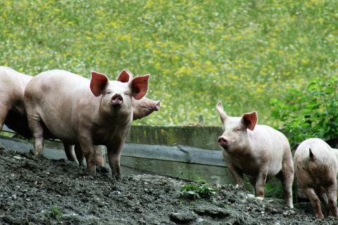 Ціна на живих свиней в Україні буде залишатися вищою за ціни в ЄС Рис.1