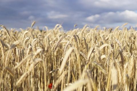 Ціни на продовольчу пшеницю в портах України оновили рекорд, сягнувши 325 $/т Рис.1
