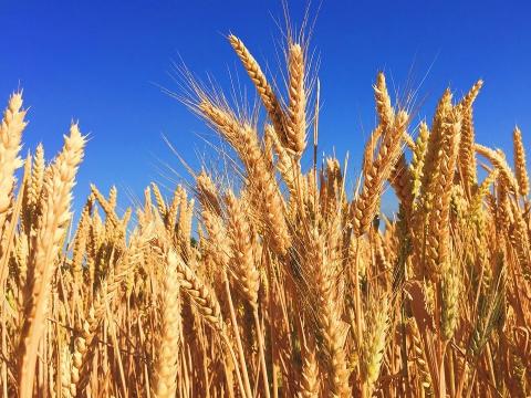 Експорт зернових нового урожаю перевищив минулорічний показник на 17% Рис.1