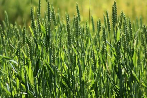 У середземноморській колекції твердої пшениці знайшлися джерела стійкості до піренофорозу Рис.1