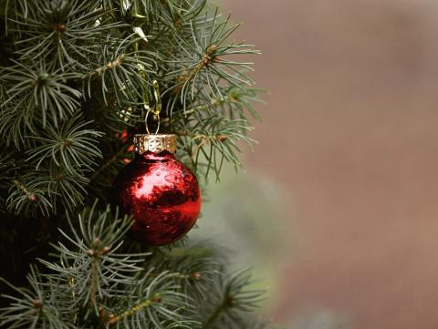 У США виробники добровільно скасували застосування атразину на різдвяних деревах Рис.1