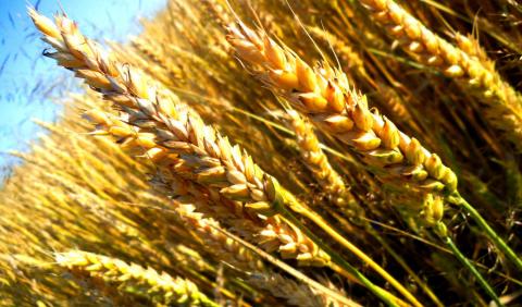 Українські селекціонери вивели унікальний сорт пшениці з урожайністю до 10 т/га Рис.1