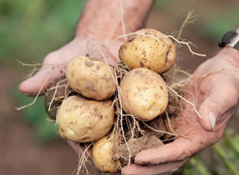 Українські вчені назвали сорт картоплі, який не цікавий колорадському жуку Рис.1