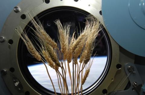 В космосі вирощуватимуть покращені сорти пшениці Рис.1