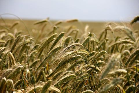 В портах України закупівельні ціни на пшеницю перетнули рівень 10000 грн/т Рис.1