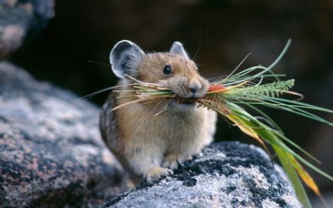 В UKRAVIT назвали дієвий родентицид для боротьби з мишоподібними гризунами Рис.1