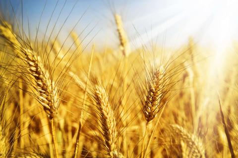 В Україні закупівельні ціни на продовольчу пшеницю знизилися Рис.1