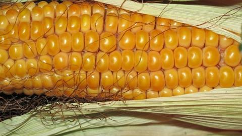 В Україні зросли ціни на кукурудзу Рис.1