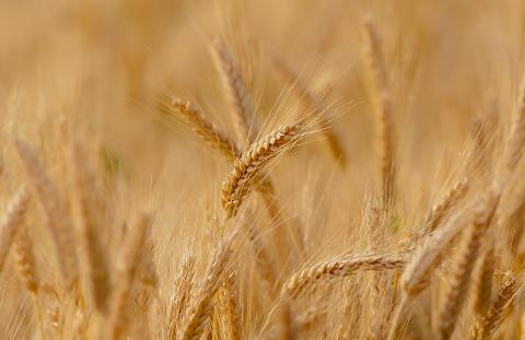 Вчені ідентифікували ген, що впливає на урожайність пшениці Рис.1