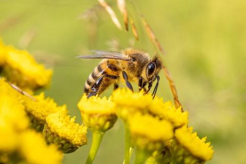 Яку загрозу несе глобальне потепління бджолам,- вчені Рис.1