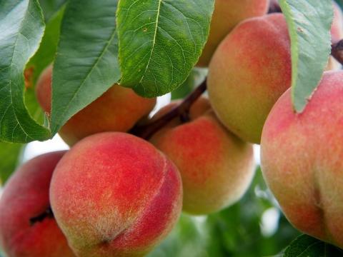 Заражені грибком персикові дерева будуть "лікувати" вірусом жовтого листя томатів Рис.1