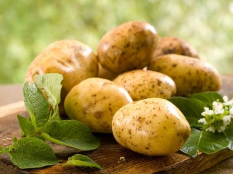 Добриво калієм підвищує стійкість картоплі до посухи для розширення географії виробництва Рис.1