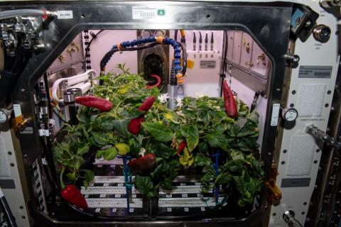 Другий урожай перцю НАСА встановив рекорд на МКС Рис.1