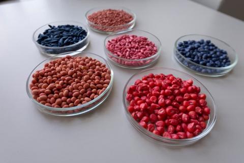 Експерти UKRAVIT розповіли, як не купити неякісне насіння та не залишитись без урожаю Рис.1
