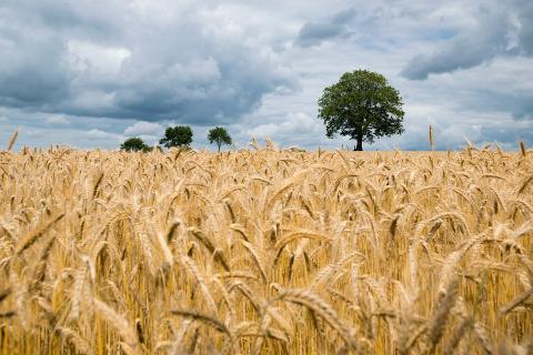Експорт української пшениці в сезоні-2021/22 досяг 15 млн тонн Рис.1