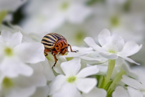 Грибний вбивця колорадського жука ефективний на сто відсотків,- вчені Рис.1