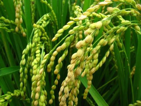 Матеріал для нових мікробних добрив на Тайвані видобувають на органічних фермах Рис.1