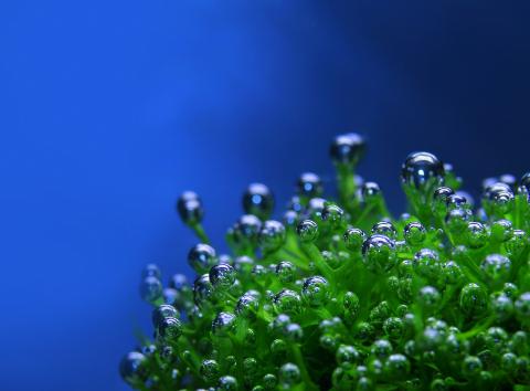 Нанобульбашки в поливній воді допомагають підвищити врожайність Рис.1