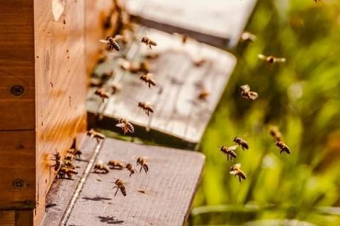 Пасіка майбутнього: як бджоли можуть стати локомотивом змін в Україні Рис.1