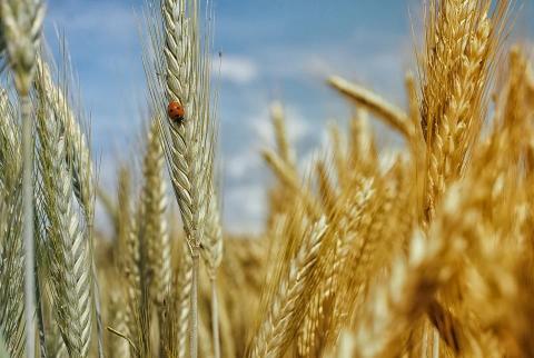 Під тиском фундаментальних чинників ціни на пшеницю впали на 2,5-4,2% Рис.1