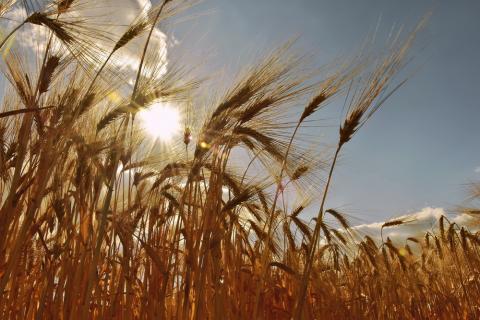 Підстав для обмежень експорту пшениці немає,- УЗА Рис.1