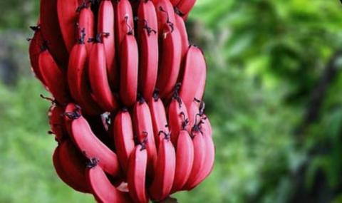 Селекціонери вивели сорт банана з червонувато-фіолетовою шкіркою Рис.1