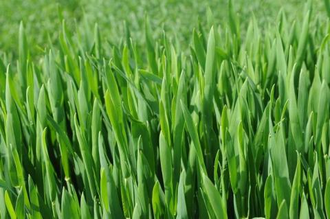 Сорти пшениці показали різні захисні механізми проти цинкового стресу Рис.1