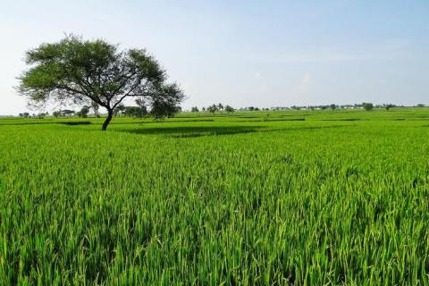 Сидеральні культури допомагають впоратися з дефіцитом азотних добрив в Індії Рис.1