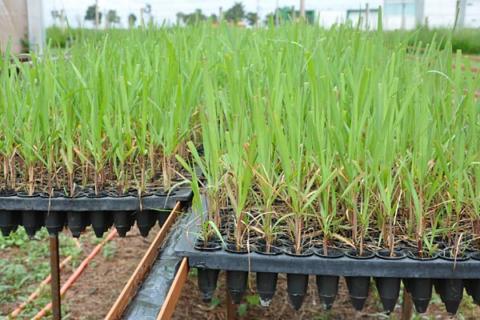 Tereos подвоїть розсаду цукрової тростини за допомогою автоматизації Рис.1