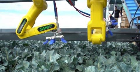 У Квебеку проведені польові випробування інновацій для роботизованого прибирання брокколі Рис.1
