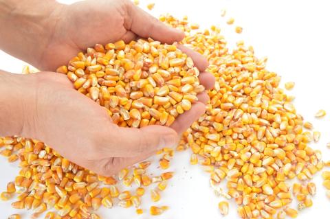 USDA підвищив прогнози світового виробництва та запасів кукурудзи Рис.1