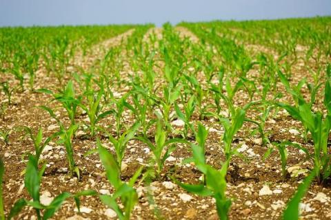 В Аргентині до старту кукурудзяної кампанії 2022 представили новий гербіцид Рис.1