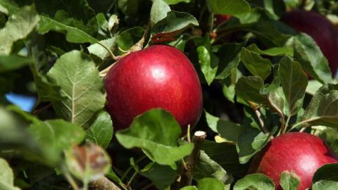 Виробництво космічного хрусткого яблука залишається за вашингтонськими садівниками Рис.1