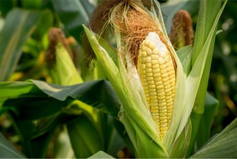 Ціни на кукурудзу в Україні залишаються високими Рис.1